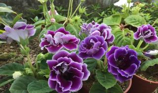 什么植物有紫色石蕊